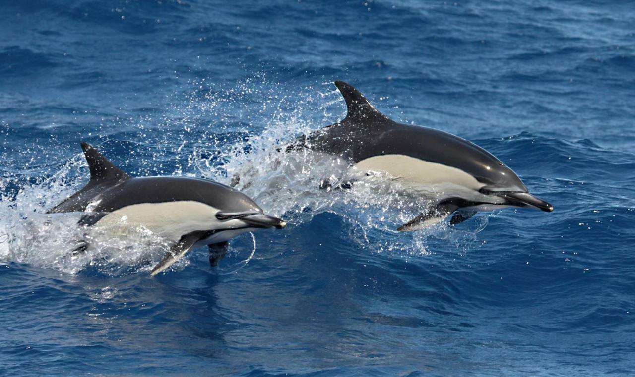 V4 Horta (Azores) Exterior foto